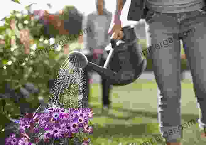 A Gardener Watering Primroses In A Flower Bed Primrose McConnell S The Agricultural Notebook