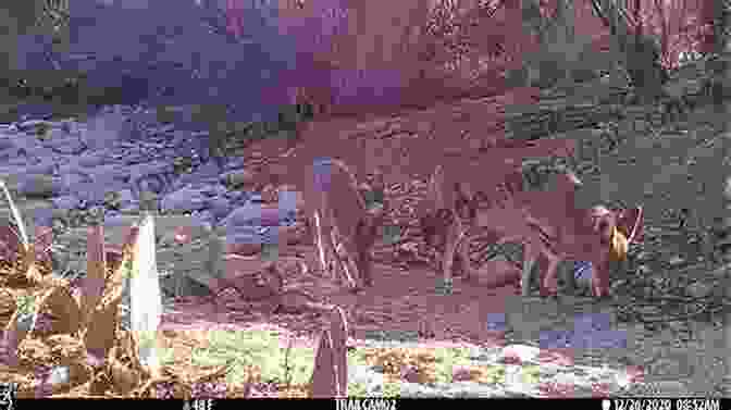 A Group Of Animals, Including A Javelina, A Coyote, And A Roadrunner, Foraging Amidst A Desert Landscape. Common Woody Plants And Cacti Of South Texas: A Field Guide (Texas Natural History Guides)