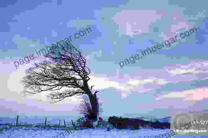 A Lone Tree Standing Tall On A Windswept Hill. Look Alive Out There: Essays