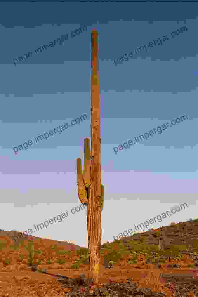 A Majestic Saguaro Cactus Stands Tall Against The Backdrop Of A Rugged Desert Landscape, Highlighting The Grandeur Of The Sonoran Desert. The Arizona Collection: Volume 1 Paul Moore