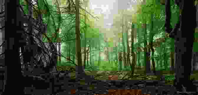 A Panoramic View Of A Lush Forest With Binoculars In The Foreground, Hinting At The Thrilling Adventure Of Bird Finding. The Art Of Bird Finding: Before You ID Them You Have To See Them