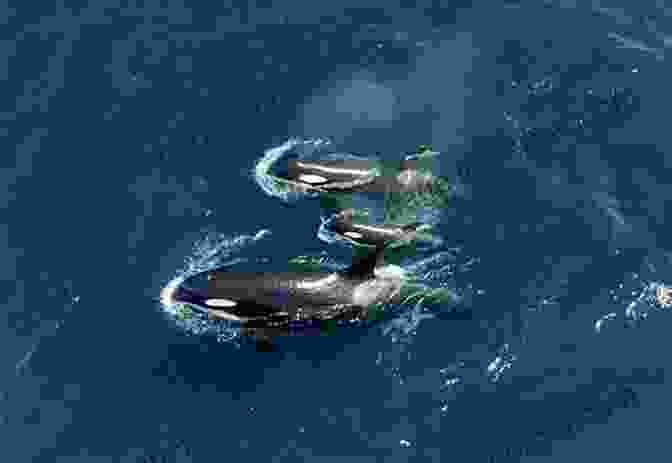 A Pod Of Orcas Swimming Together In The Ocean Orcapedia: A Guide To The Victims Of The International Orca Slave Trade