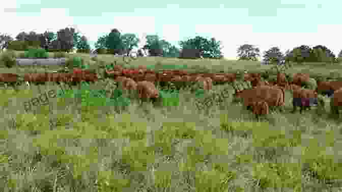 A Rancher Observing Cattle Grazing Behavior On A Pasture. The Complete Guide To Grass Fed Cattle: How To Raise Your Cattle On Natural Grass For Fun And Profit (Back To Basics)