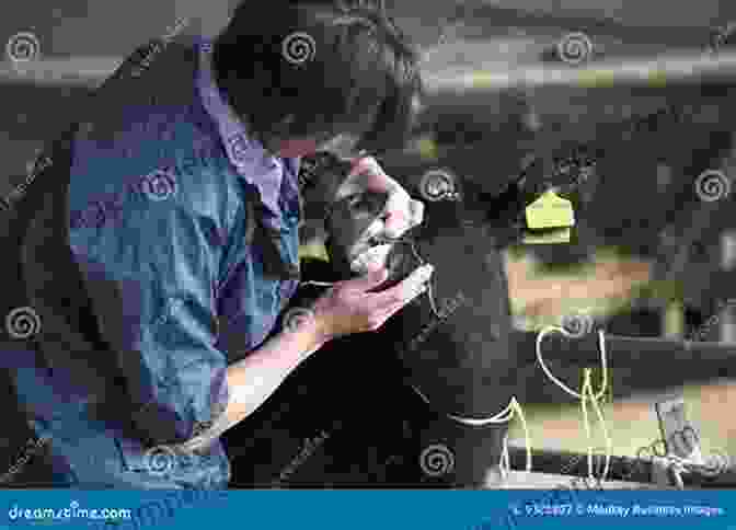 A Veterinarian Examining A Calf In A Grass Fed Operation. The Complete Guide To Grass Fed Cattle: How To Raise Your Cattle On Natural Grass For Fun And Profit (Back To Basics)