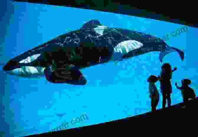 An Orca Being Held Captive At An Aquarium Orcapedia: A Guide To The Victims Of The International Orca Slave Trade