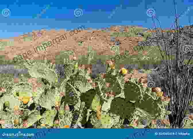 Assortment Of Cacti, Including Prickly Pear, Ocotillo, And Barrel Cactus, Showcasing Their Vibrant Colors And Diverse Forms. Common Woody Plants And Cacti Of South Texas: A Field Guide (Texas Natural History Guides)