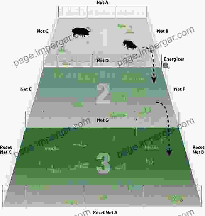 Cattle Being Moved To A New Pasture In A Rotational Grazing System. The Complete Guide To Grass Fed Cattle: How To Raise Your Cattle On Natural Grass For Fun And Profit (Back To Basics)