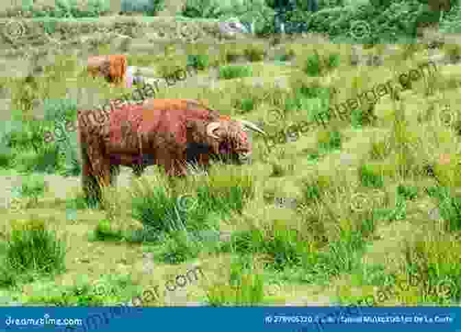 Cattle Grazing Peacefully On A Lush Meadow. The Complete Guide To Grass Fed Cattle: How To Raise Your Cattle On Natural Grass For Fun And Profit (Back To Basics)