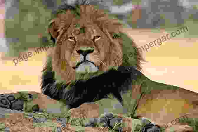 Cecil Surrounded By His Pride In A Serene Moment Of Unity. Zamba: The True Story Of The Greatest Lion That Ever Lived