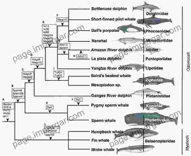 Cetacean Classification Phylogenetic Tree Cetacean Paleobiology (TOPA Topics In Paleobiology)