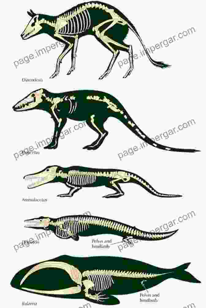 Cetacean Skeletons Comparative Anatomy Cetacean Paleobiology (TOPA Topics In Paleobiology)