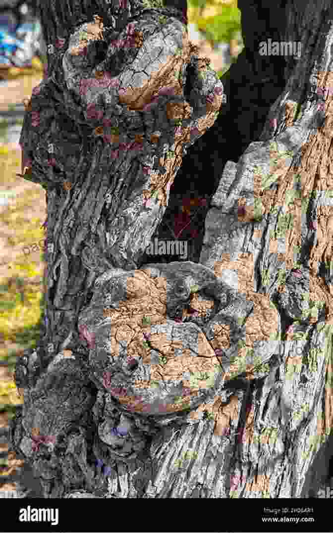 Close Up Of A Gnarled Mesquite Tree, Showcasing Its Intricate Bark Patterns And Twisted Branches. Common Woody Plants And Cacti Of South Texas: A Field Guide (Texas Natural History Guides)