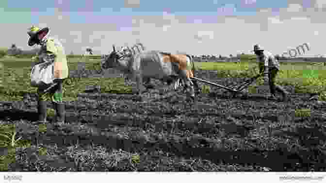 Cuban Farmers Working In The Fields Cuba: A Photographer S Journey Through Havana Trinidad