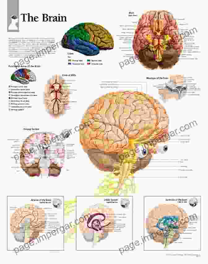 Diagram Of A Brain Circuit Nerve Cells And Animal Behaviour