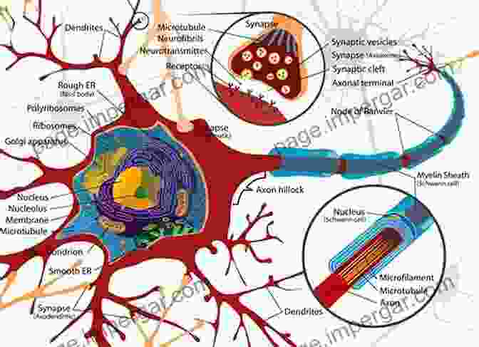 Diagram Of A Nerve Cell Nerve Cells And Animal Behaviour