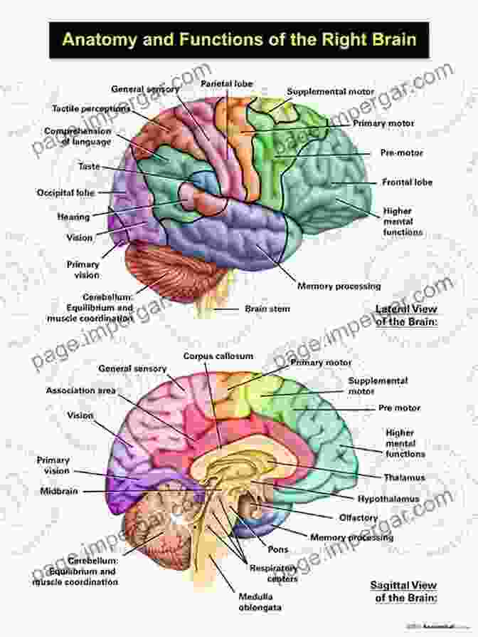 Diagram Of The Left Hemisphere's Functional Areas Left Hemisphere: Mapping Contemporary Theory