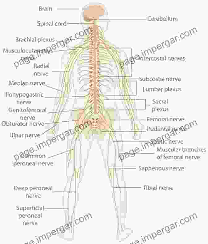 Diagram Of The Nervous System Nerve Cells And Animal Behaviour