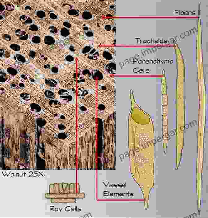 Dicotyledon Wood Anatomy Showing Vessel Elements, Fibers, And Parenchyma Cells Comparative Wood Anatomy: Systematic Ecological And Evolutionary Aspects Of Dicotyledon Wood (Springer In Wood Science)