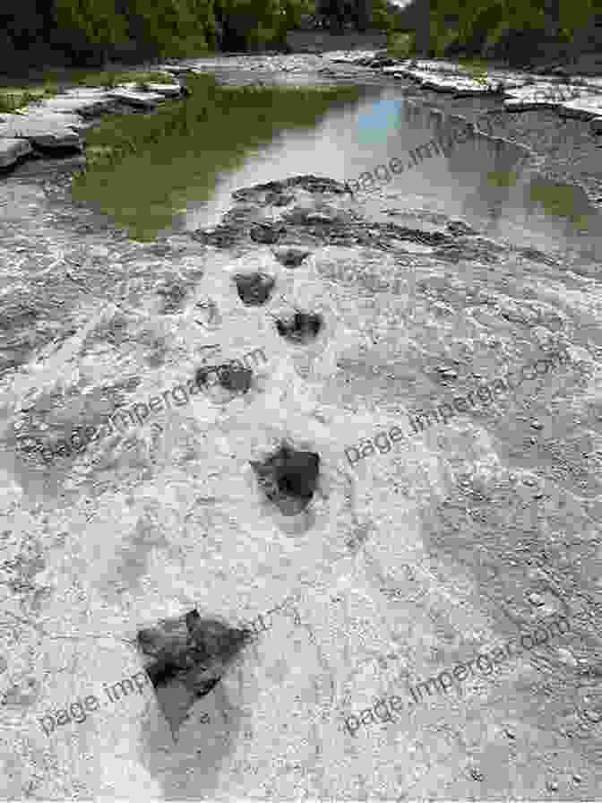 Dinosaur Footprints At Dinosaur Valley State Park Dinosaur Highway: A History Of Dinosaur Valley State Park (Chisholm Trail 23)