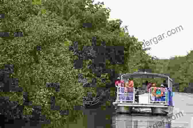 Doc Ford Navigating His Boat Through The Narrow Channels Of The Everglades, Surrounded By Towering Mangroves Doc Ford Country Randy Wayne White