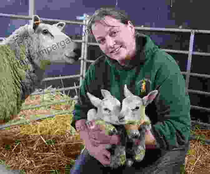 Frolicking Lambs In The Fields Of Cannon Hall Farm, Embodying The Joy Of Springtime Springtime At Cannon Hall Farm