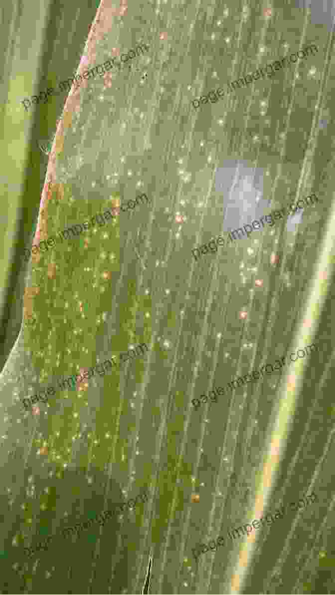 Gray Leaf Spot A Farmer S Guide To Corn Diseases (The Farmer S Guide To Crop Diseases Series)