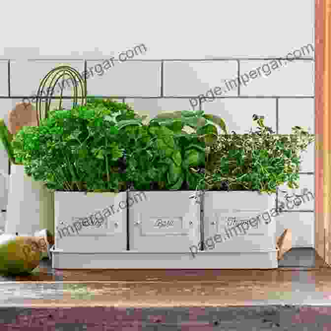 Image Of A Thriving Indoor Herb Garden How To Grow Herbs And Microgreens For Health Or Profit: Make Money Growing Herbs And Microgreens Indoors