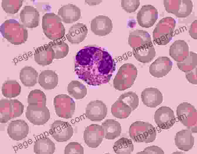 Image Of An Eosinophil Cell Under A Microscope Eosinophil Ultrastructure: Atlas Of Eosinophil Cell Biology And Pathology