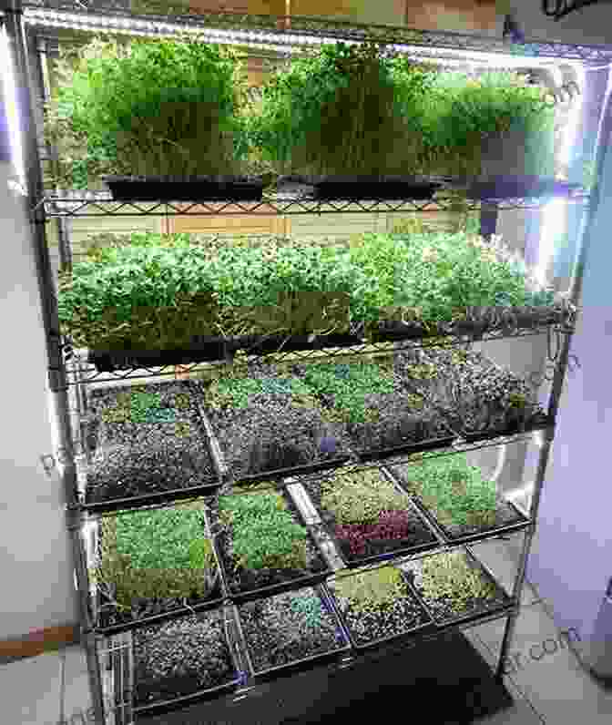 Image Of An Indoor Herb And Microgreen Garden Setup How To Grow Herbs And Microgreens For Health Or Profit: Make Money Growing Herbs And Microgreens Indoors