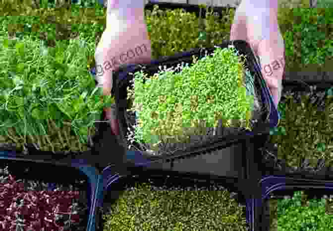 Image Of Harvested Herbs And Microgreens How To Grow Herbs And Microgreens For Health Or Profit: Make Money Growing Herbs And Microgreens Indoors