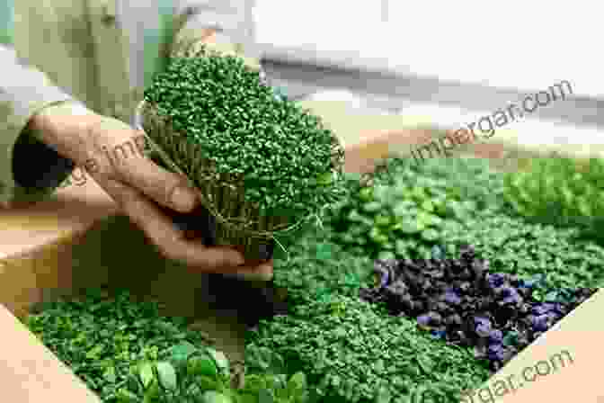 Image Of Herbs And Microgreens Being Sold At A Market How To Grow Herbs And Microgreens For Health Or Profit: Make Money Growing Herbs And Microgreens Indoors