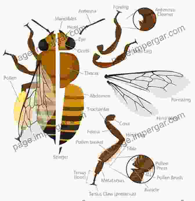 Intricate Anatomy Of The Honey Bee The Anatomy Of The Honey Bee