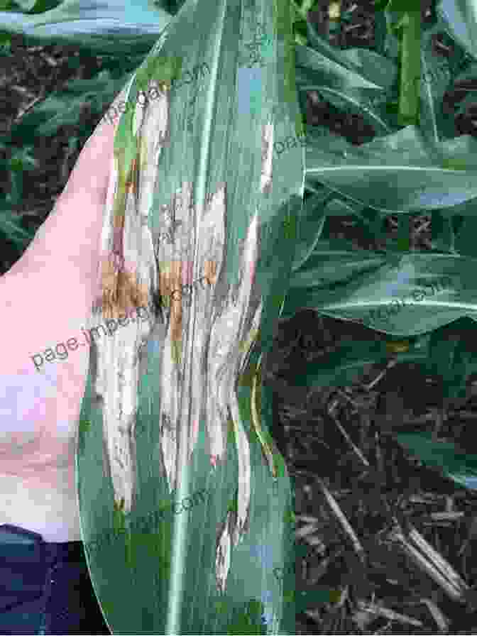 Northern Corn Leaf Blight A Farmer S Guide To Corn Diseases (The Farmer S Guide To Crop Diseases Series)