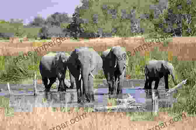 Okavango Delta, Botswana Field Guide To The Mammals Of Botswana