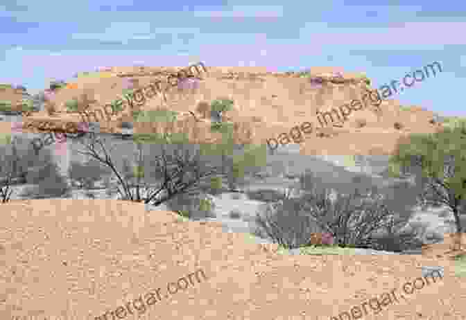 Panoramic View Of The South Texas Desert, Showcasing Its Vast Expanse And Diverse Vegetation. Common Woody Plants And Cacti Of South Texas: A Field Guide (Texas Natural History Guides)