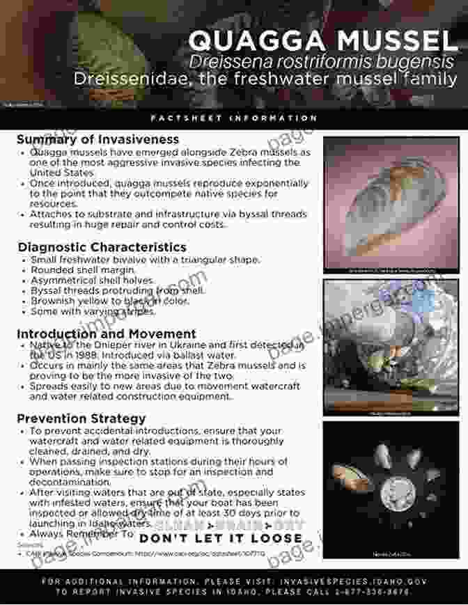 Quagga Mussel With Detailed Labeling Of Its Anatomy Biology And Management Of Invasive Quagga And Zebra Mussels In The Western United States