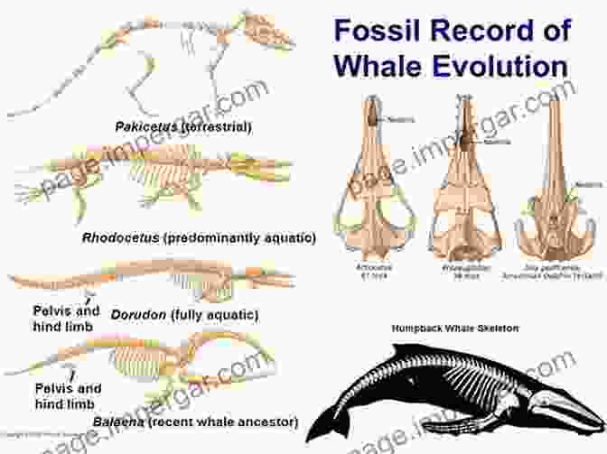 Whale Evolution Fossil Record Cetacean Paleobiology (TOPA Topics In Paleobiology)