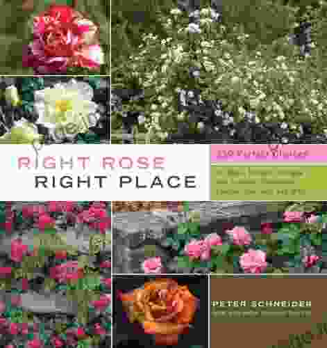 Right Rose Right Place: 359 Perfect Choices For Beds Borders Hedges And Screens Containers Fences Trellises And More