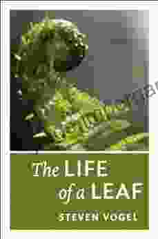 The Life Of A Leaf